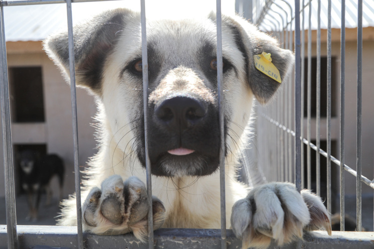 Сегодня в Татарстане зачипировано 65,7 тыс. животных &mdash; это 93% от общего числа. Ежедневно регистрацию проходят еще 500-600 собак