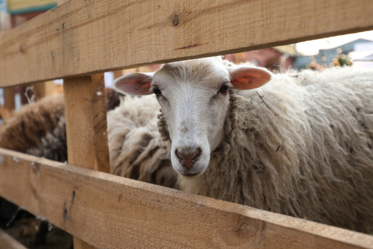 В Татарстане ввели временный запрет на ввоз парнокопытных животных всех видов, за исключением племенных. Меры связаны с ухудшением эпизоотической ситуации в стране, объясняли в минсельхозе РТ