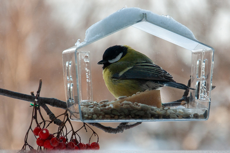 «Важно понимать: способность птиц к адаптации не безгранична. Если мы будем бездумно застраивать зеленые зоны, вырубать старые деревья, уничтожать места гнездования, даже самые пластичные виды могут исчезнуть»