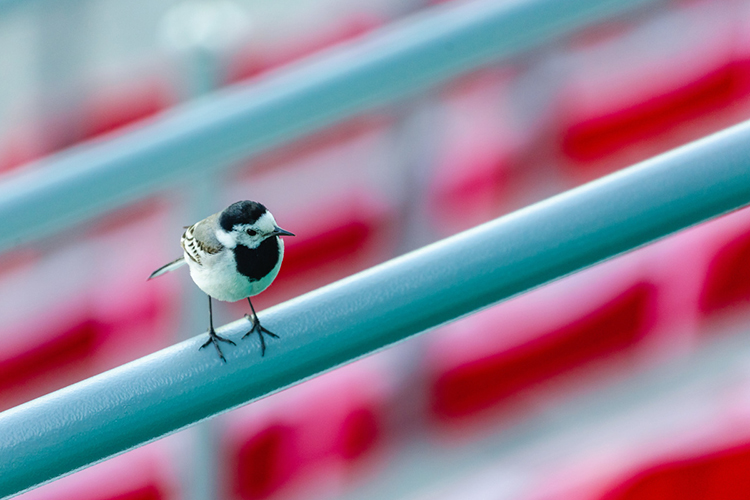 «Скворцы, синицы, мухоловки, трясогузки, горихвостки с удовольствием могут поселиться в скворечники»
