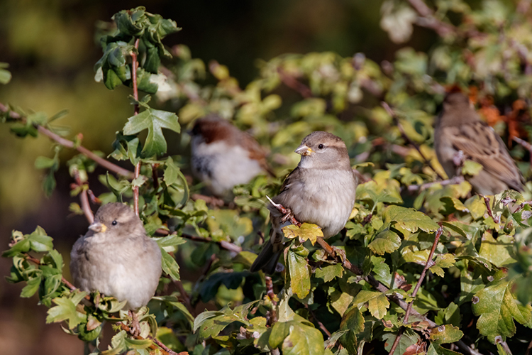 «Все меньше остается кормовой базы и мест для гнездования: скашивание травы, отсутствие открытого грунта, снос старых зданий лишают птиц ресурсов»