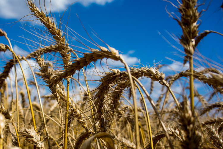 Сегодня рентабельность в АПК без учета субсидий в России варьируется в диапазоне от 8 до 14%, в то время как рыночная стоимость заемных средств в районе сейчас 22–36%