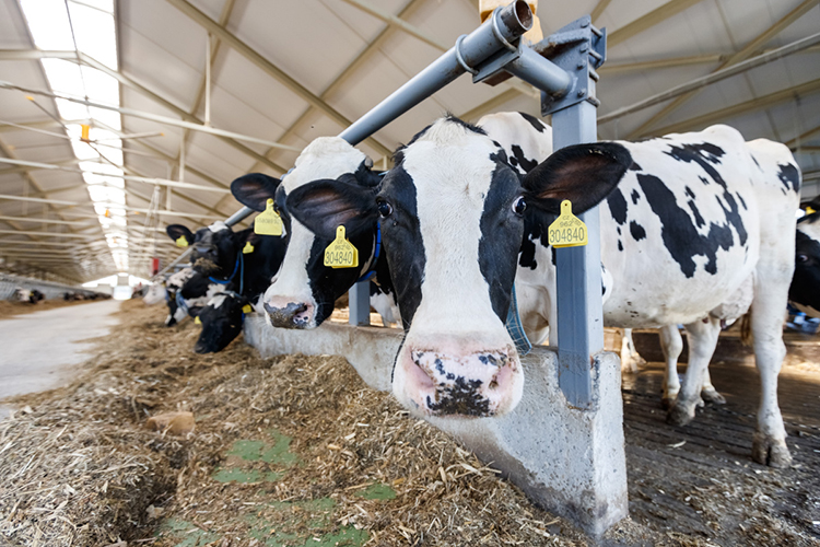 Есть успехи и в животноводстве. Это стало возможно благодаря «прорывным решениям» в агарной политике, принятым в 2000-х годах