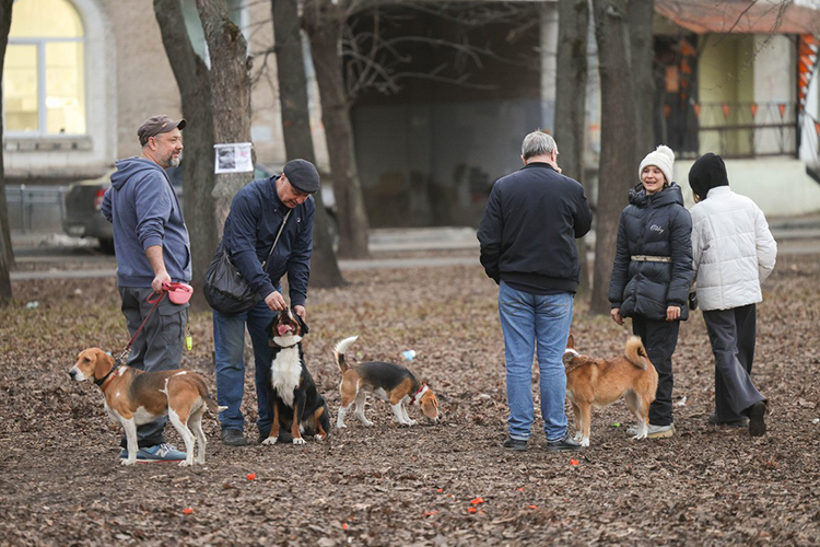 Рядом группа из 7-8 человек увлечены разговором, их питомцы вовсю резвятся и лают