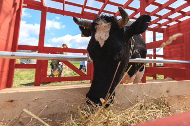 Республика лидирует по валовому надою молока, однако по надою на одну корову только замыкает пятерку. Выше Татарстана по этому показателю Пензенская и Кировская области, Марий Эл и Мордовия