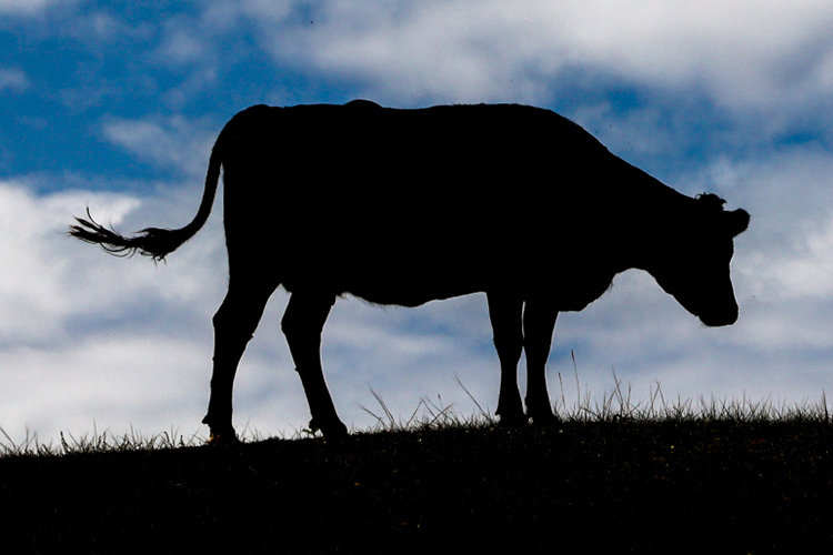 Месяц назад очаги заболевания пастереллезом фиксировали у соседей &mdash; в Удмуртии и Чувашии