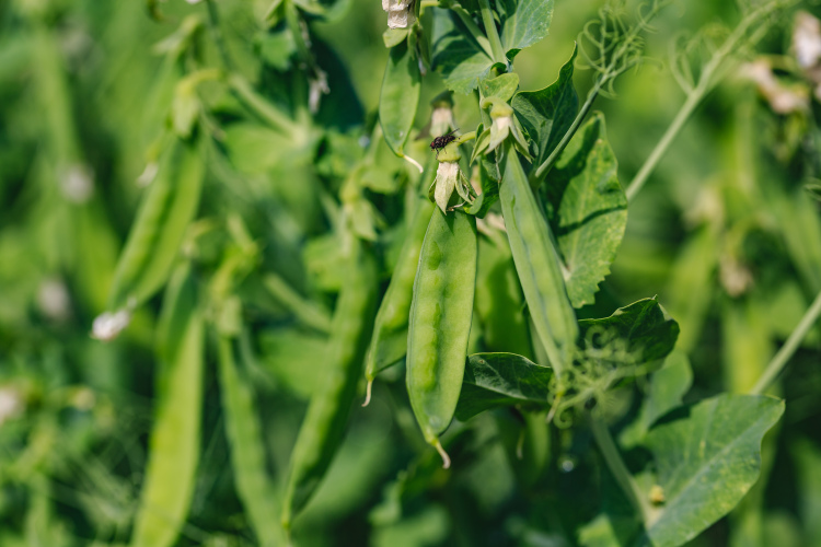 Аграриям не удалось заработать на реализации гороха, т. к. цена него резко упала из-за перепроизводства