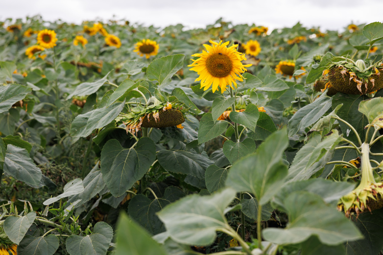 Наиболее выгодным, по данным МСХП РТ, в 2025 году было производство подсолнечника (26% рентабельности), сахарной свеклы (26%) и овощей открытого грунта (23%)