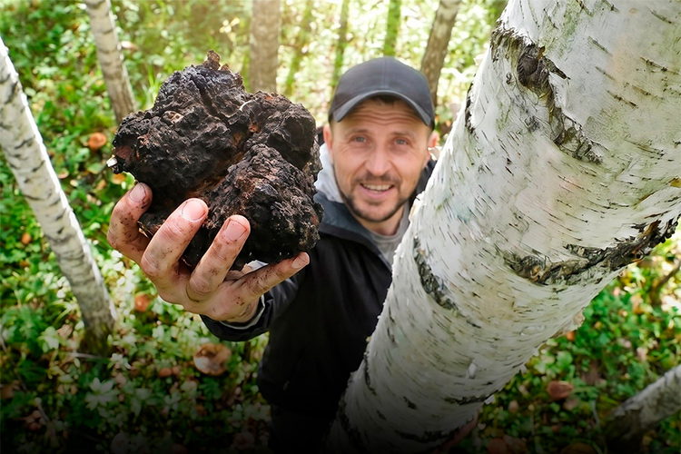 «Черное золото леса»: как татарстанец зарабатывает на березовом грибе