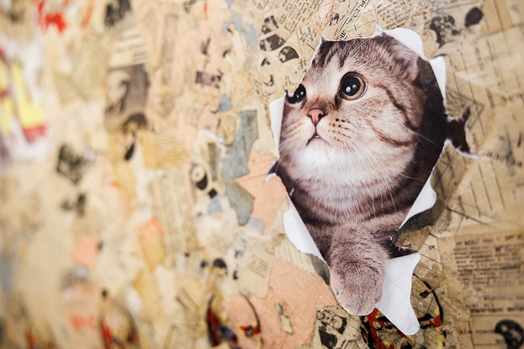 «Котики &mdash; это глянец, цифровой шум. Но за этой попсой стоит наше право быть слабыми, право умиляться простому и смешном»