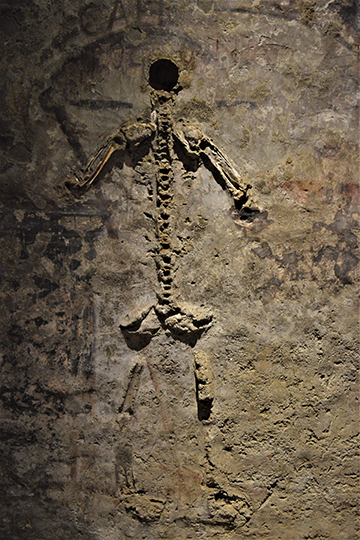 Останки скелета неаполитанского художника, удостоившегося чести вертикального «захоронения»