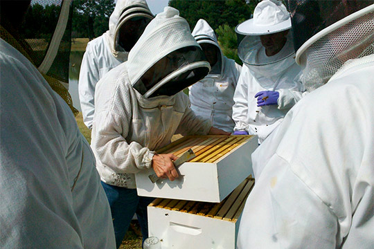 Пчелиный мор начался 15–16 июня — тогда поступили жалобы от пчеловодов о том, что пчелы гибнут из-за массовой обработки сельскохозяйственных полей против вредителей