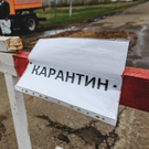 В Елабуге ввели карантин по бешенству из-за зараженного трупа лисы