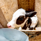 В Татарстане приставы арестовали двух телят за долги их хозяина