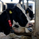 В Арском районе построят 11 молочных комплексов за 9 миллиардов