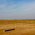 Аграрии смогут задать вопросы минсельхозу РТ на сайте «БИЗНЕС Online»