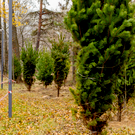 В казанском парке им. Урицкого высадили 100 крупномерных сосен