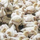 Роспотребнадзор: Проект птицефабрики в Пестрецах не угрожает жителям