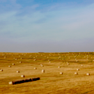 Аграрии смогут задать вопросы минсельхозу РТ на сайте «БИЗНЕС Online»