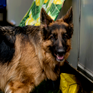 В Васильево стая собак напала на 9-летнюю девочку