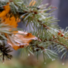 Татарстанцам в начале зимы прогнозируют мокрый снег с дождем