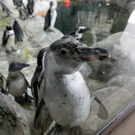 В Казанском океанариуме появилось еще три краснокнижных пингвина – они переехали из Владивостока (видео)