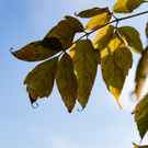 Гидрометцентр РТ: В Казани ноябрь стал самым теплым за последние 12 лет