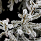 В питомниках Татарстана заготовили 2 тысячи елок к Новому году