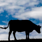 Примерно у 2 тысяч компаний в Татарстане нет регистрации в системе «Честный знак»