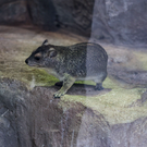 В Казанском зоопарке появился новый обитатель – родился малыш даман (видео)