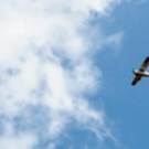 Ночью сбили свыше 60 беспилотников над 11 российскими регионами – в их числе Московская область