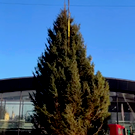 На Московском рынке в Казани установили 12-метровую живую ель (видео)