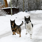В Балтасинском районе Татарстана ввели карантин по бешенству