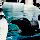 Казанский океанариум приглашает навестить новых жителей – краснокнижных пингвинов из Владивостока