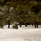 Компенсационная высадка вырубленных при строительстве дублера Оренбургского тракта деревьев оценивается в 11 миллиардов