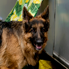 Скончалась 9-летняя девочка, на которую напали собаки в Васильево