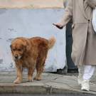 В Татарстане разрешили эвтаназию бездомных животных в экстренных случаях