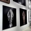 В творческом пространстве Элины Сафаровой открылась выставка о мире лошадей и поло