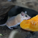 В Приволжье зафиксировали всплеск «мышиной лихорадки» — Татарстан и Чувашия стали исключением