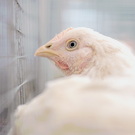 Лопушов о новом штамме птичьего гриппа: «Если придет – это будет катастрофа»