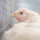 Лопушов о новом штамме птичьего гриппа: «Если придет – это будет катастрофа»