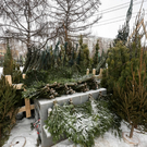 В Казани с 13 января заработают пункты по сбору живых елок: список адресов