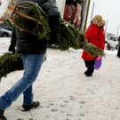 В Казани завтра заработают пункты по сбору живых елок: адреса