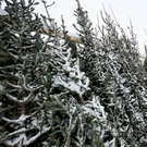 Россиянам объяснили, почему новогодние елки необходимо утилизировать в специальных местах