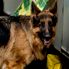 В Зеленодольске собаки, пытавшиеся напасть на женщину с ребенком, находились на самовыгуле