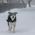 В Зеленодольске стая собак пыталась напасть на женщину с ребенком – туда уже направили службу отлова