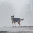 В Нижнекамске стая собак напала на 44-летнего мужчину – его госпитализировали с тяжелыми ранами