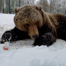 Штрафы за нарушение правил охоты на медведей составят более 50 тысяч – законопроект в Госдуму внес Госсовет РТ