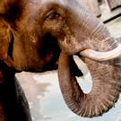 СМИ: Дикий слон атаковал машину с туристами из Казани на Шри-Ланке