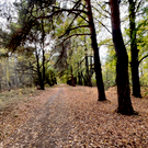 Собственник земли парка усадьбы Нарышкиных – Паулуччи оспорит охранный статус объекта